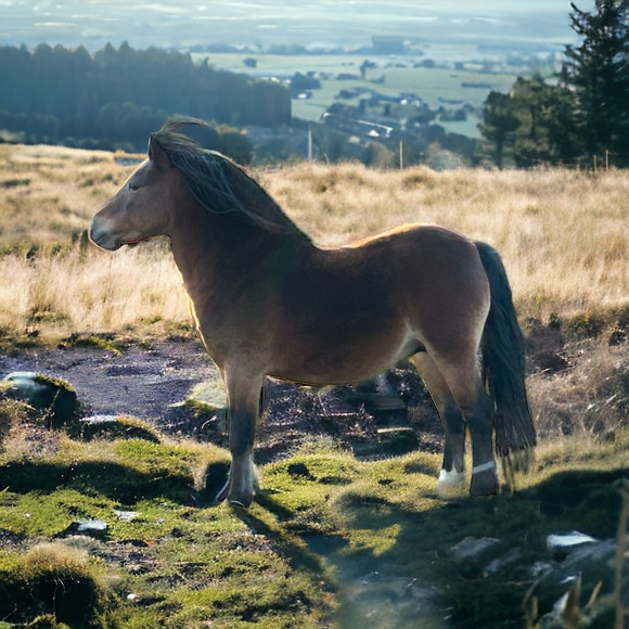Meet your Posher, Brenda - Picture 6 of 7